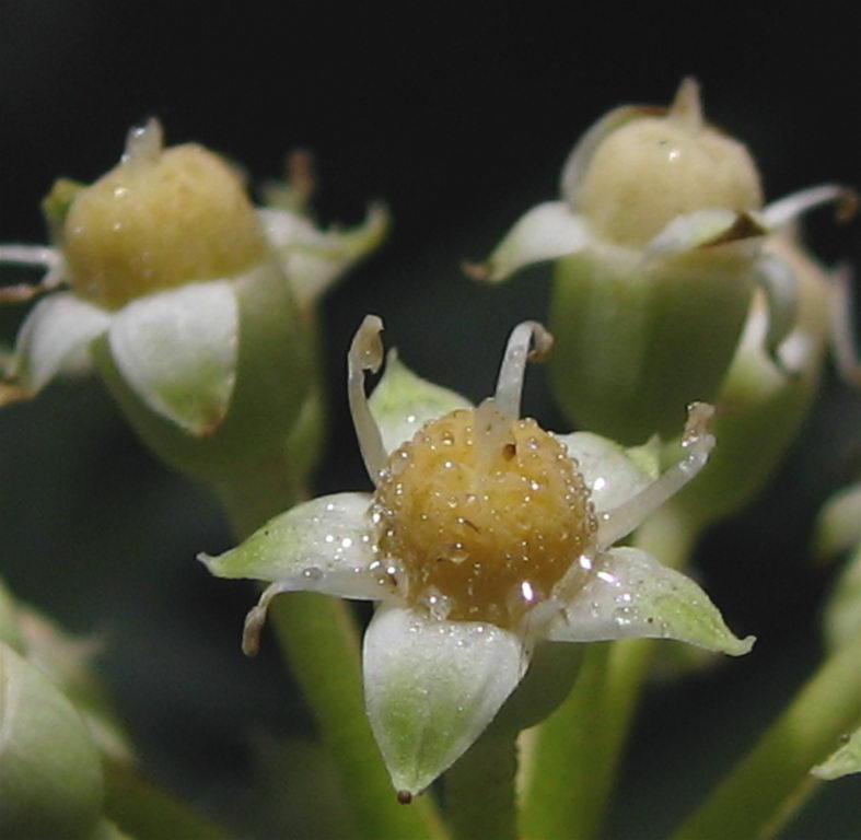 آرالیای برگ پهن